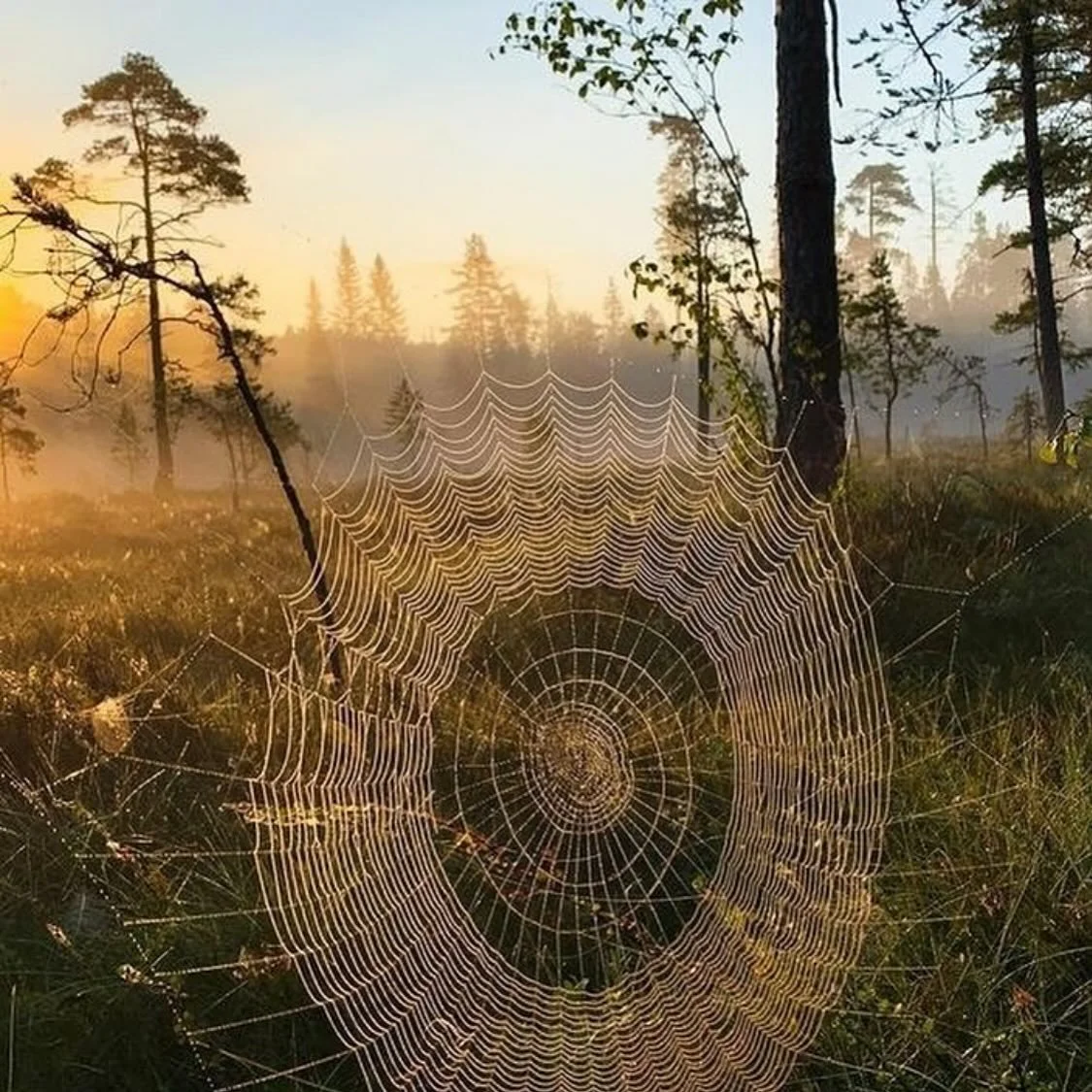 &ldquo;To rewild is to return a land to how it may once have been; rewilding is a process of restoration and protection of wilderness, recreating, as much as is possible, an area&rsquo;s natural, uncultivated state. But can we apply it to people and 