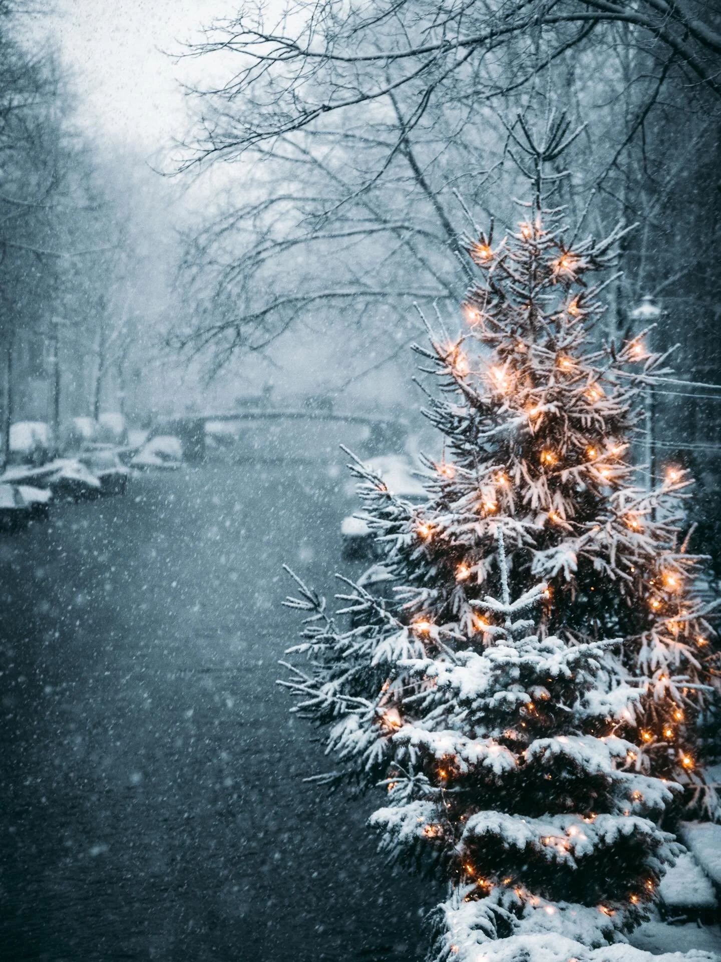 &ldquo;Winter lies over the northern world, the greens of meadows and field sleep under a blanket of snow and veils of frost and mist. In winter, we carry the wildwood inside - for fires, light, warmth and cheer - with rich colours and scents of holl