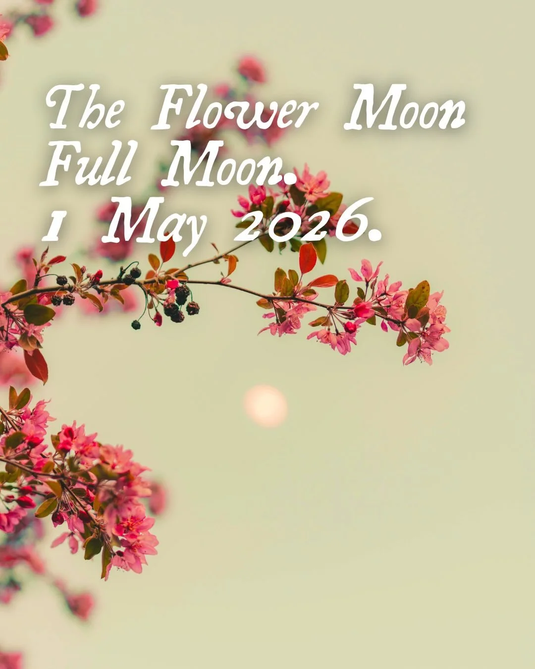 1 week to go! 🌿🔥🌕✨🌸 #beltane #fullmoon #mayday