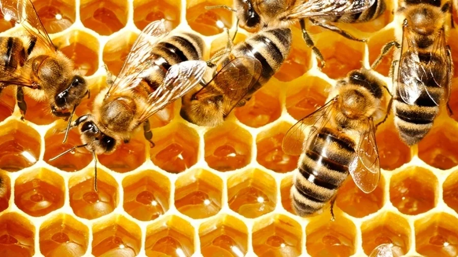 homepagehoney-brighter.jpeg