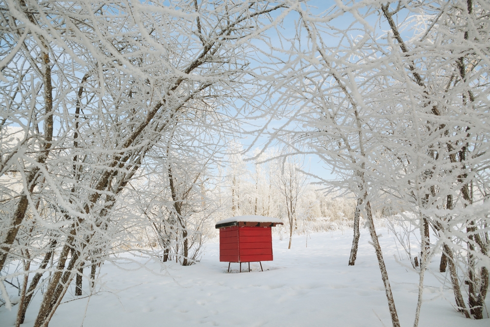 winter-beesecret.jpg