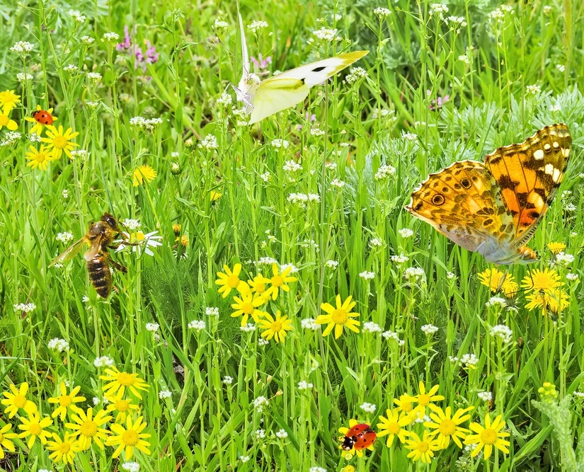 Pollinator Party.jpg