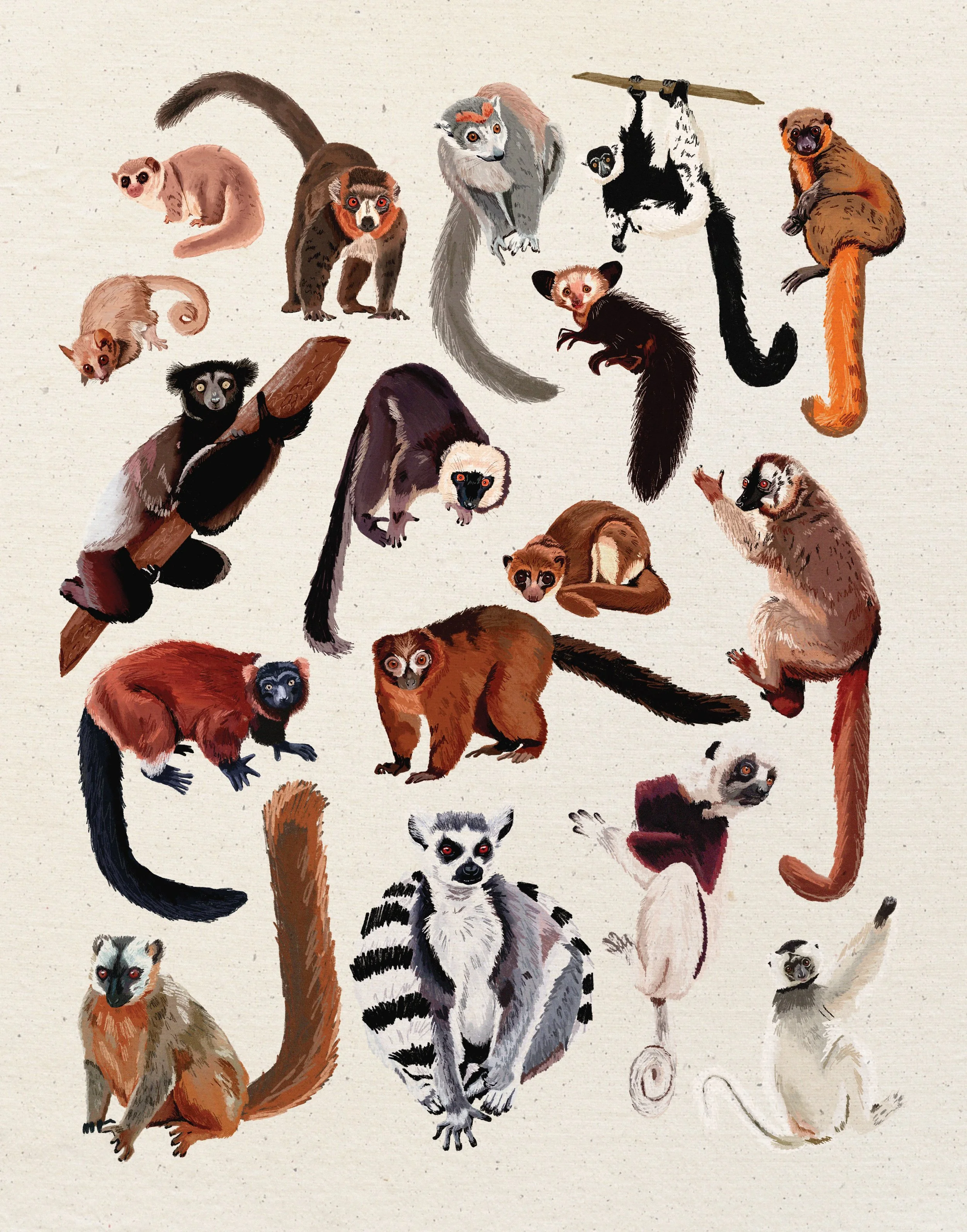 lemurs-print_11x14.jpg
