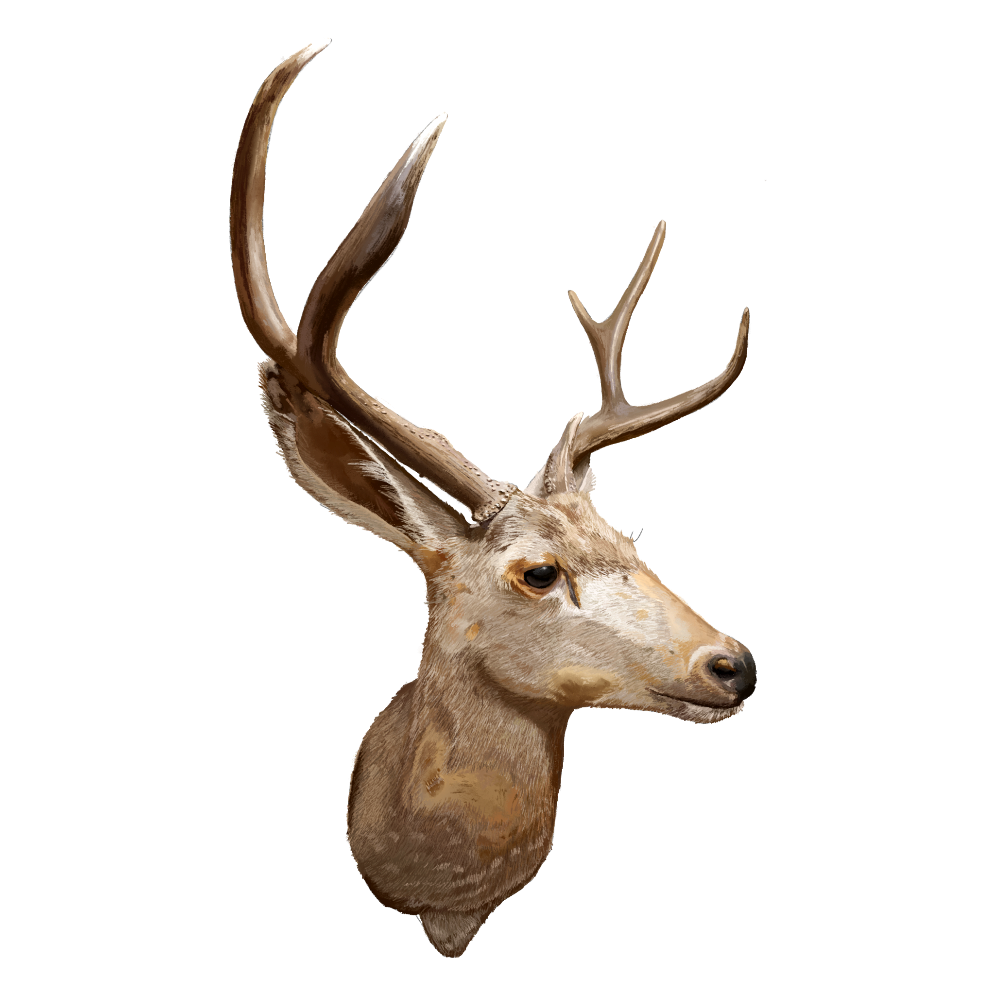 deer.png