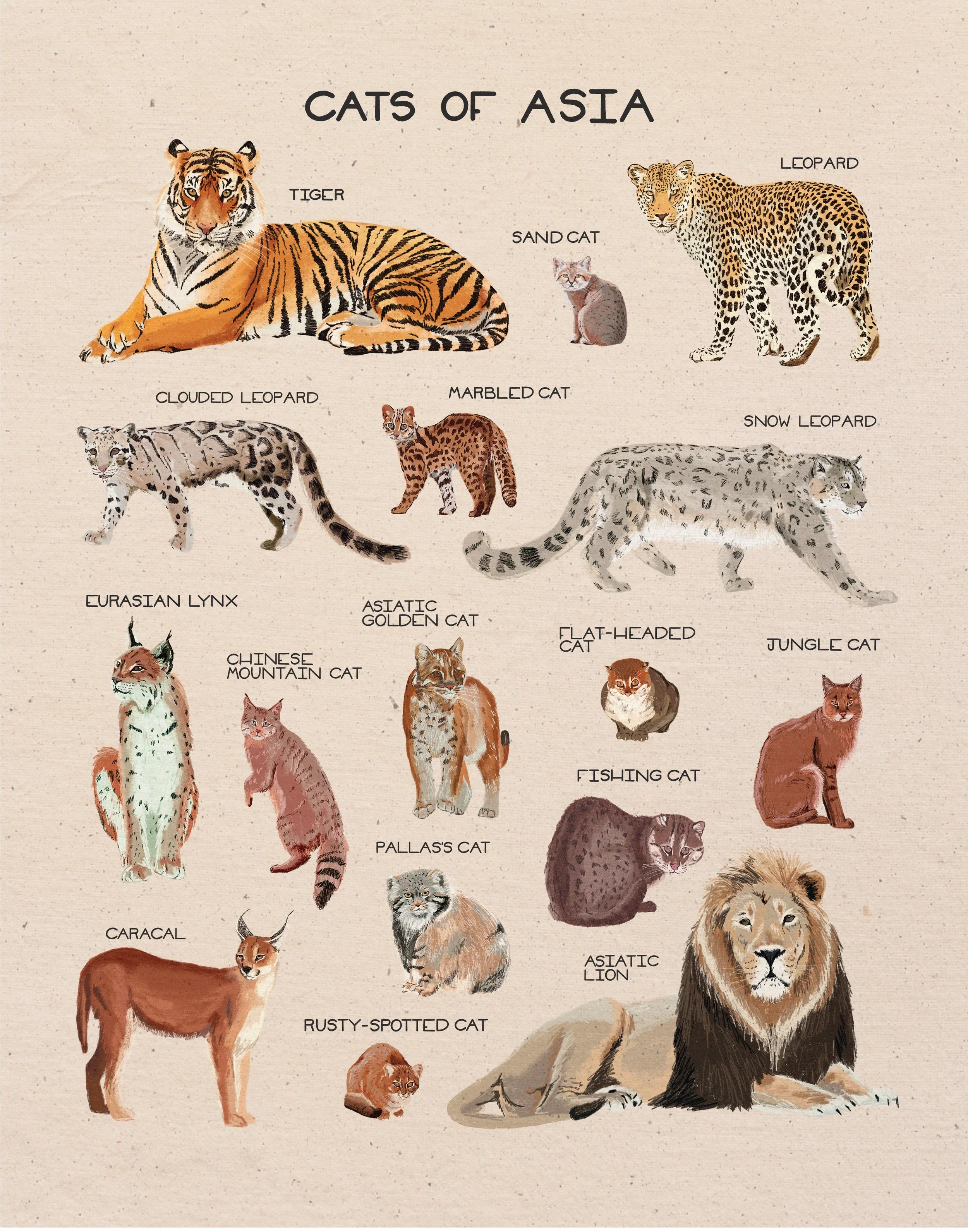 cats-of-asia-print_11x14.jpg