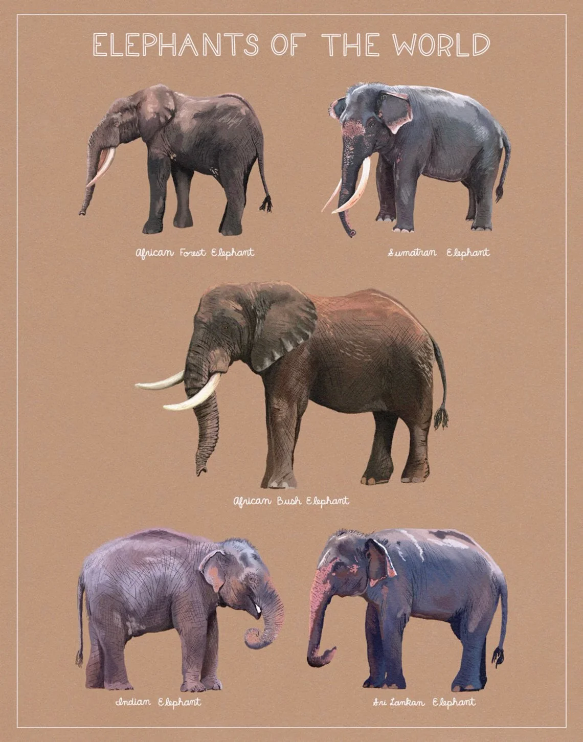 elephants-brown.jpg
