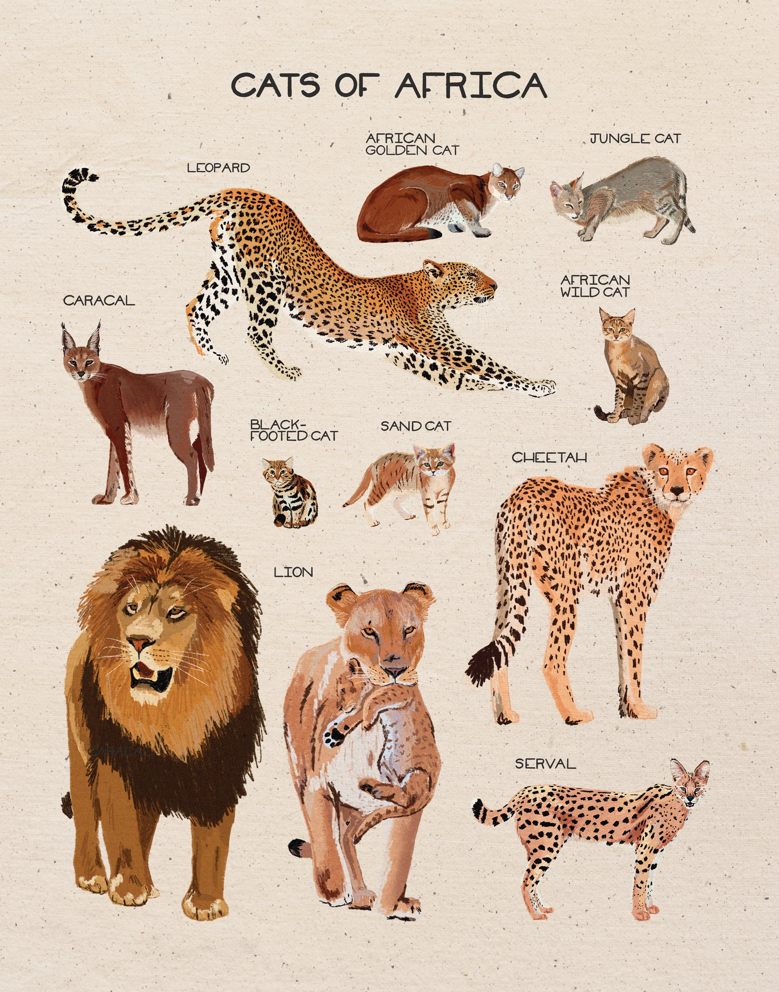 cats-of-africa-print_11x14.jpg