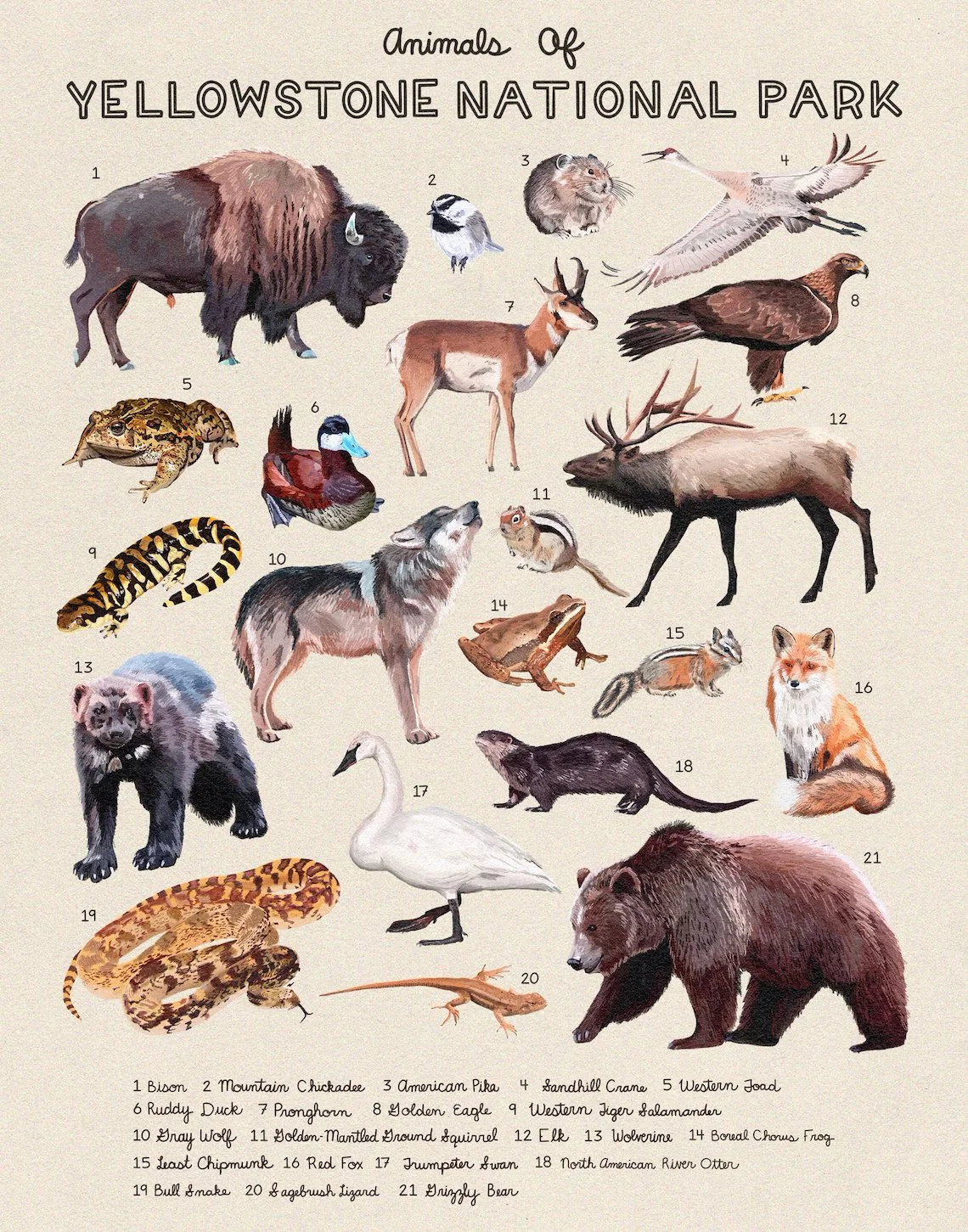 animals-of-yellowstone.jpg