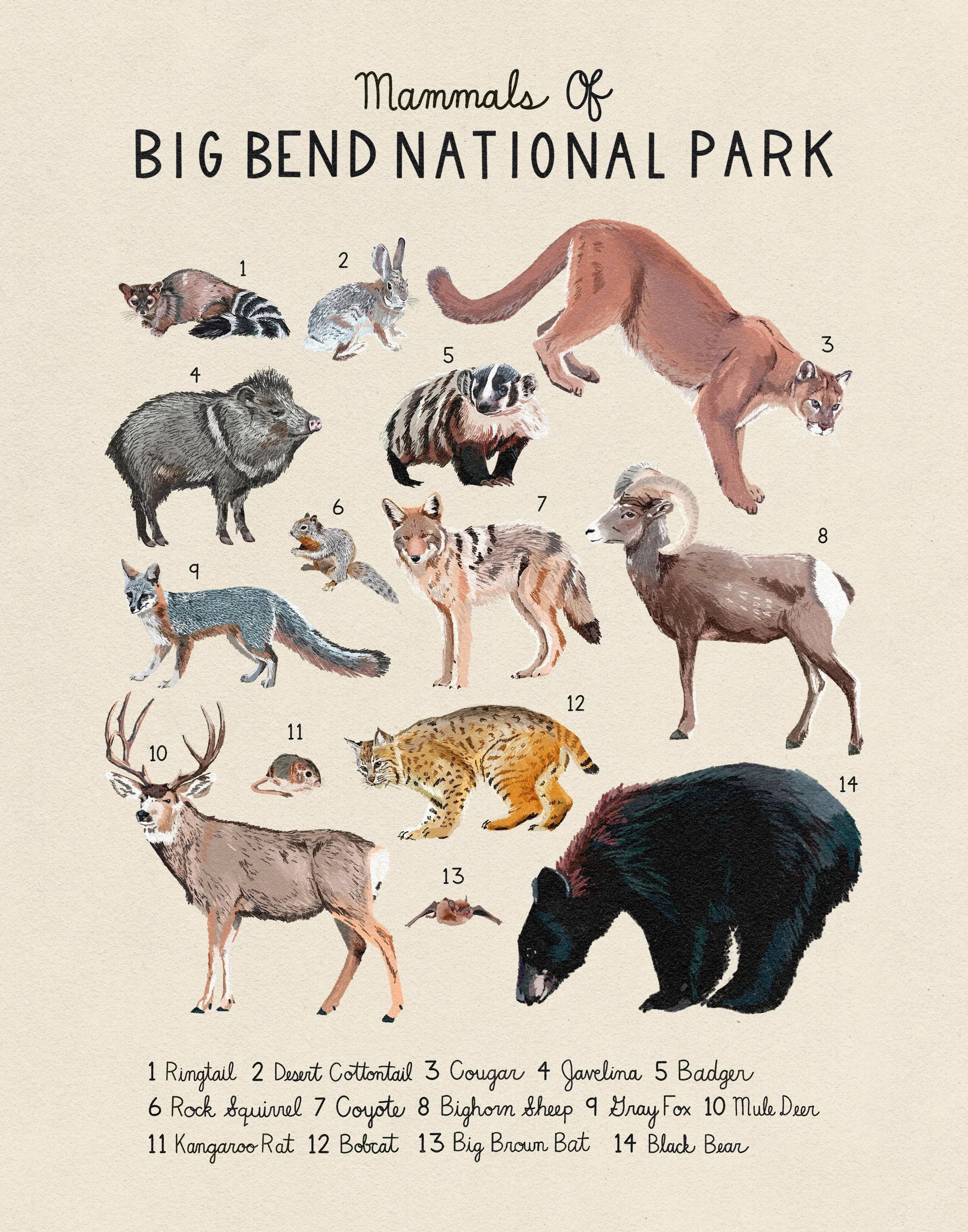MAMMALS-OF-BIG-BEND.jpg