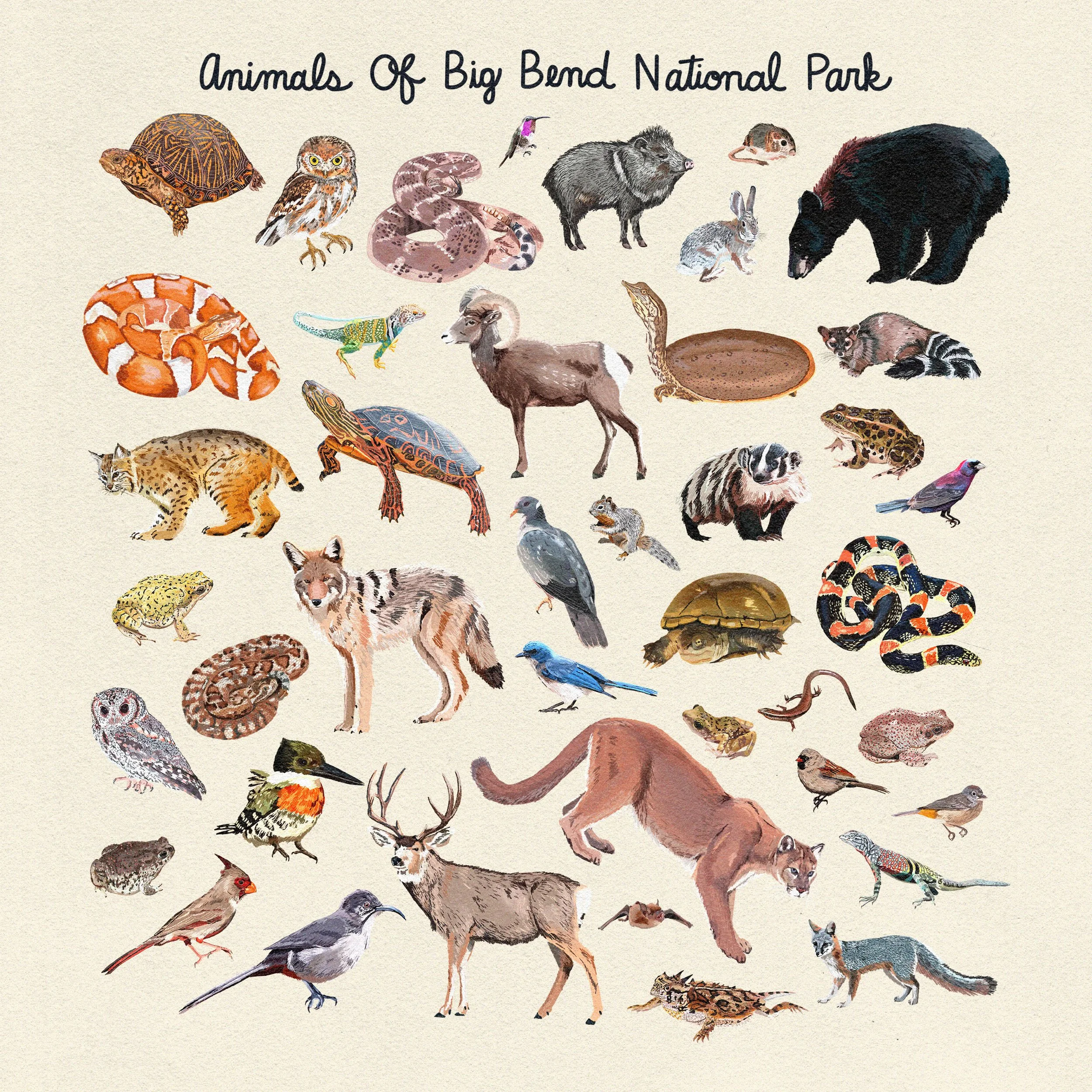 animals-of-big-bend.jpg