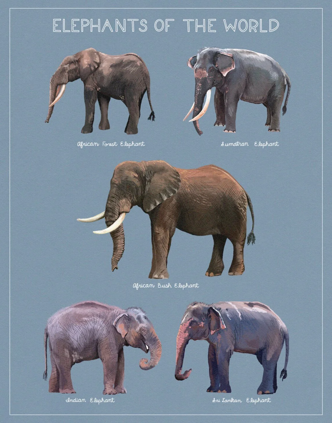 elephants blue.jpg