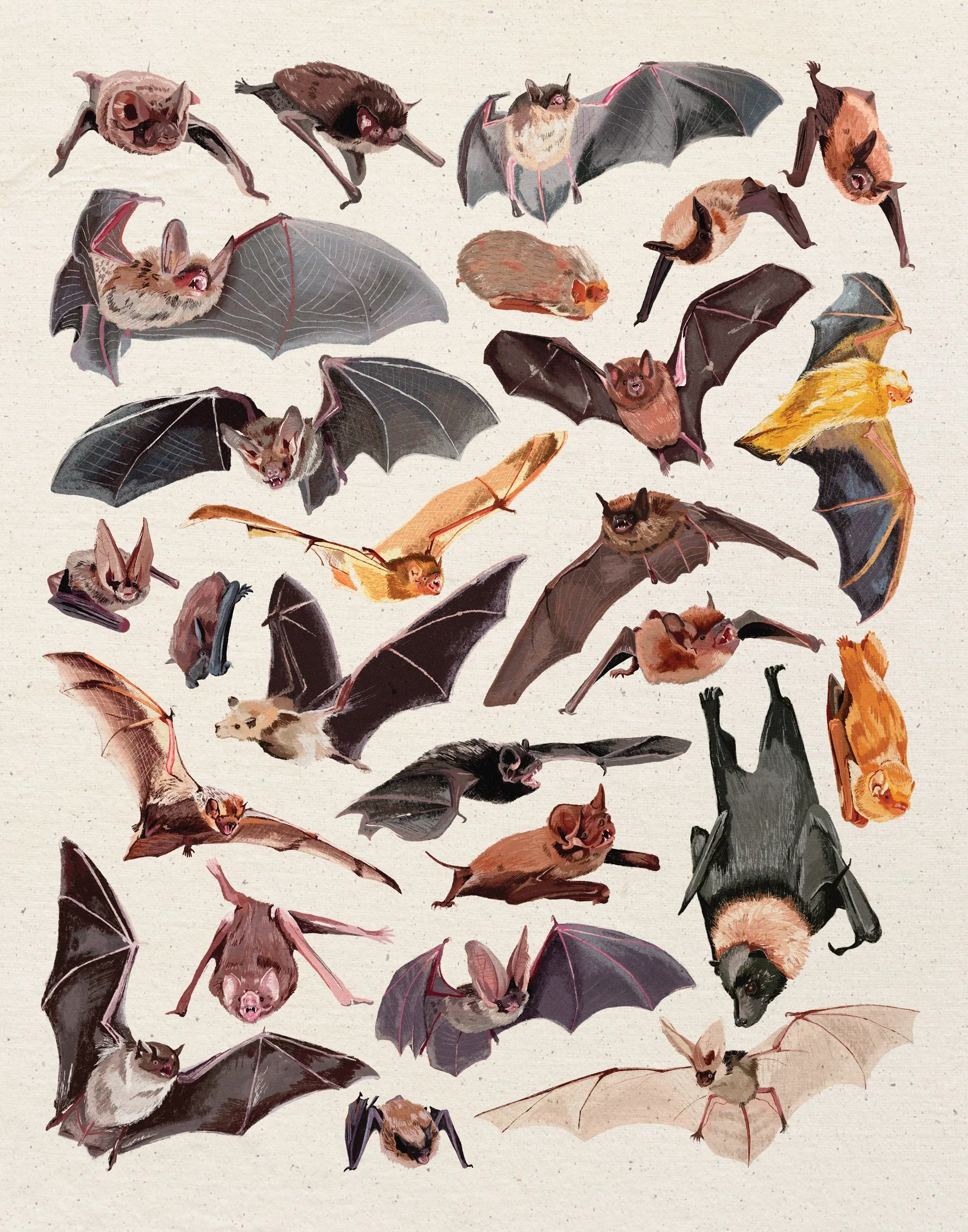 bats-11x14.jpg