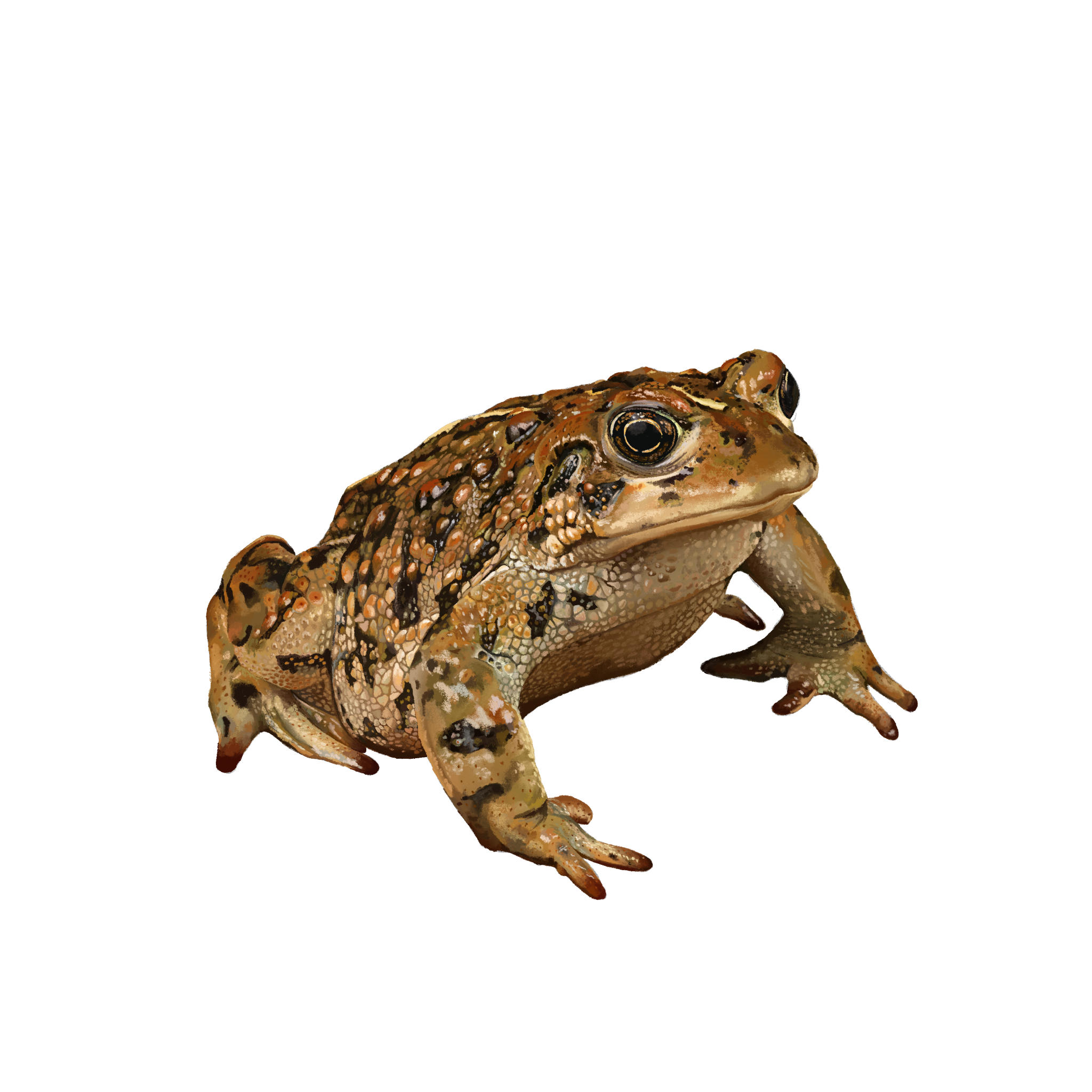 frog.png