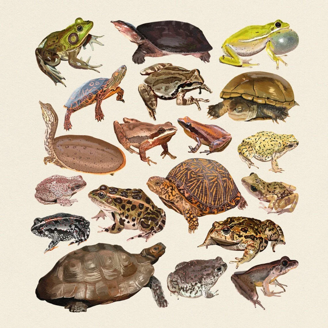 frogs and toads.jpg