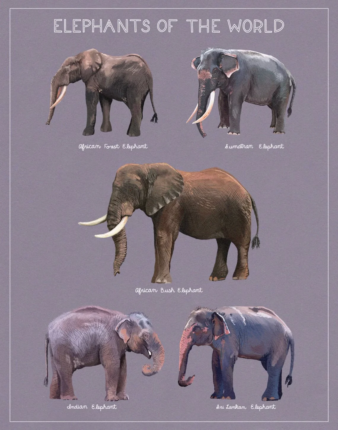 elephant-purple.jpg