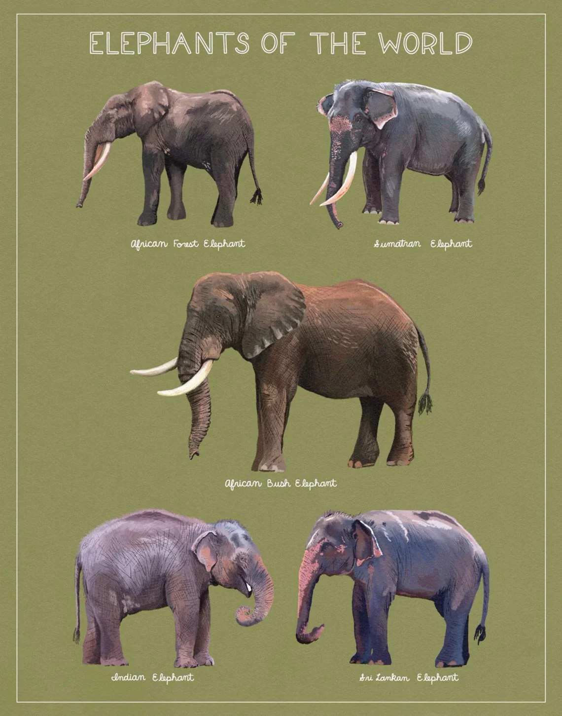 elephant-green.jpg