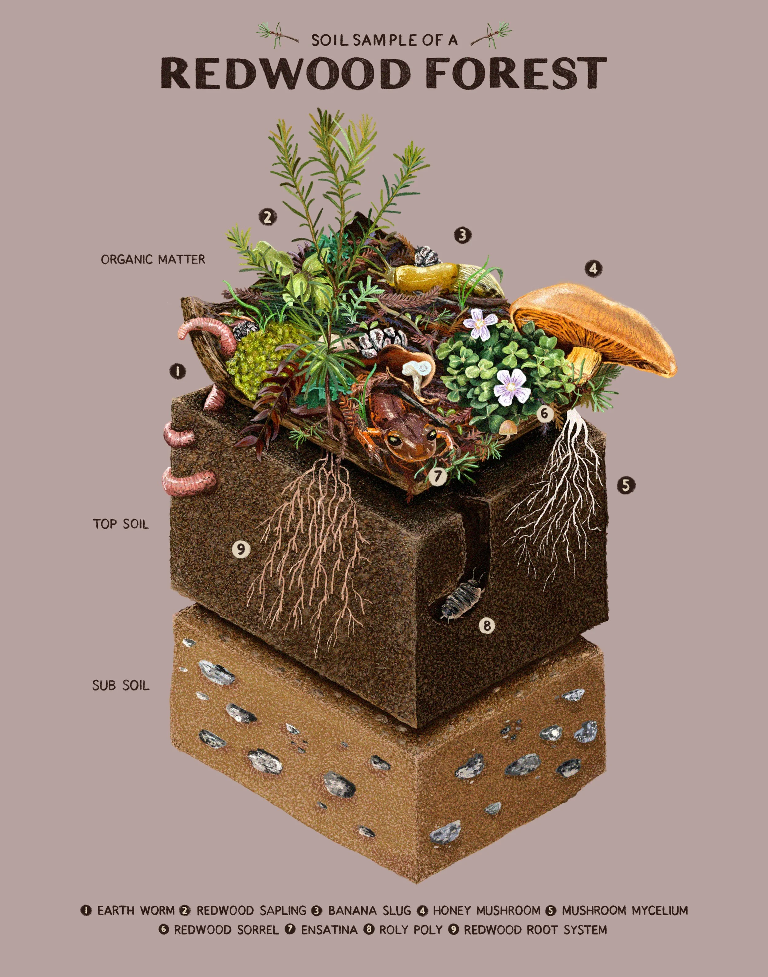 Kara Mohr_Soil Sample.jpg