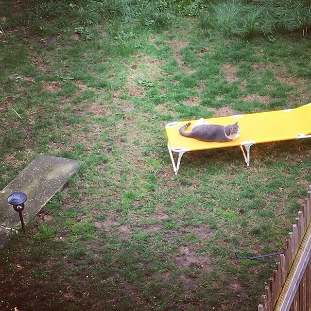 #freedom Tom (the neighborhood cat) straight loungin&rsquo;! #scenesfromakitchenwindow #quarantinekitty