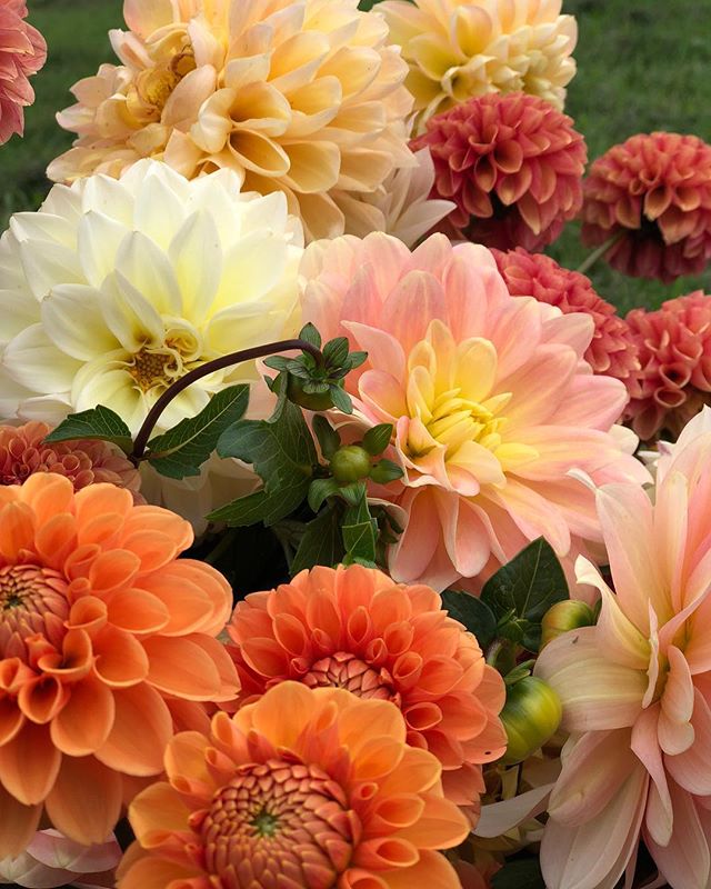 Dahlias are blooming like crazy! Can&rsquo;t wait to use in my weddings this weekend💐#dahlias#floraldesigner#flowerlove