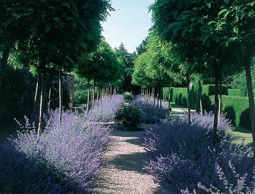 National Gardens' Scheme Open Day at Cothay Manor - 31 July