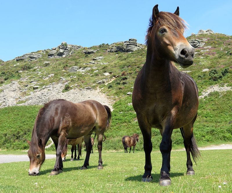 exmoor3.JPG