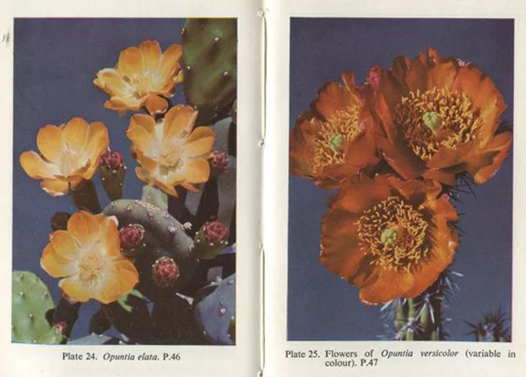 The Observers Book of Cacti and Other Succulents, S.H. Scott, 1958