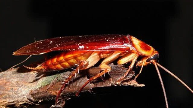 Cockroaches (and their feces)