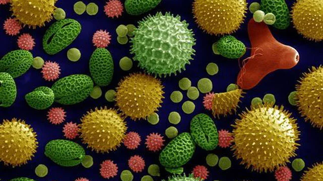 Pollen