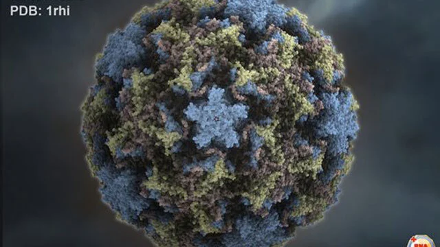 Viruses (common cold shown here)