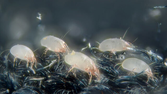  Dust mites look like ferocious monsters, but thousands could sit on a pinhead. They thrive in pillows, mattresses, upholstered furniture, stuffed toys and carpets: wherever they have a steady supply of human dander (shed flakes of skin). When inhale