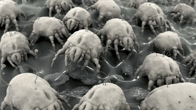  "46%&nbsp;of North American homes have bedding with enough dust mite allergen to cause allergies.&nbsp;Of these homes,&nbsp;24%&nbsp;had levels that were five times greater than the threshold to cause allergic reactions!" &nbsp; &nbsp; -  The Nation