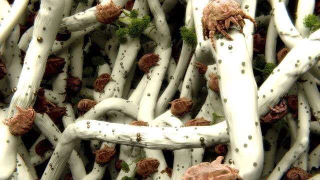  Dust mites gorging on dead skin flakes in nearly every bed in the world. &nbsp;You can't completely eliminate them, but we can help you greatly reduce their population enough to free you of allergies caused by them. 