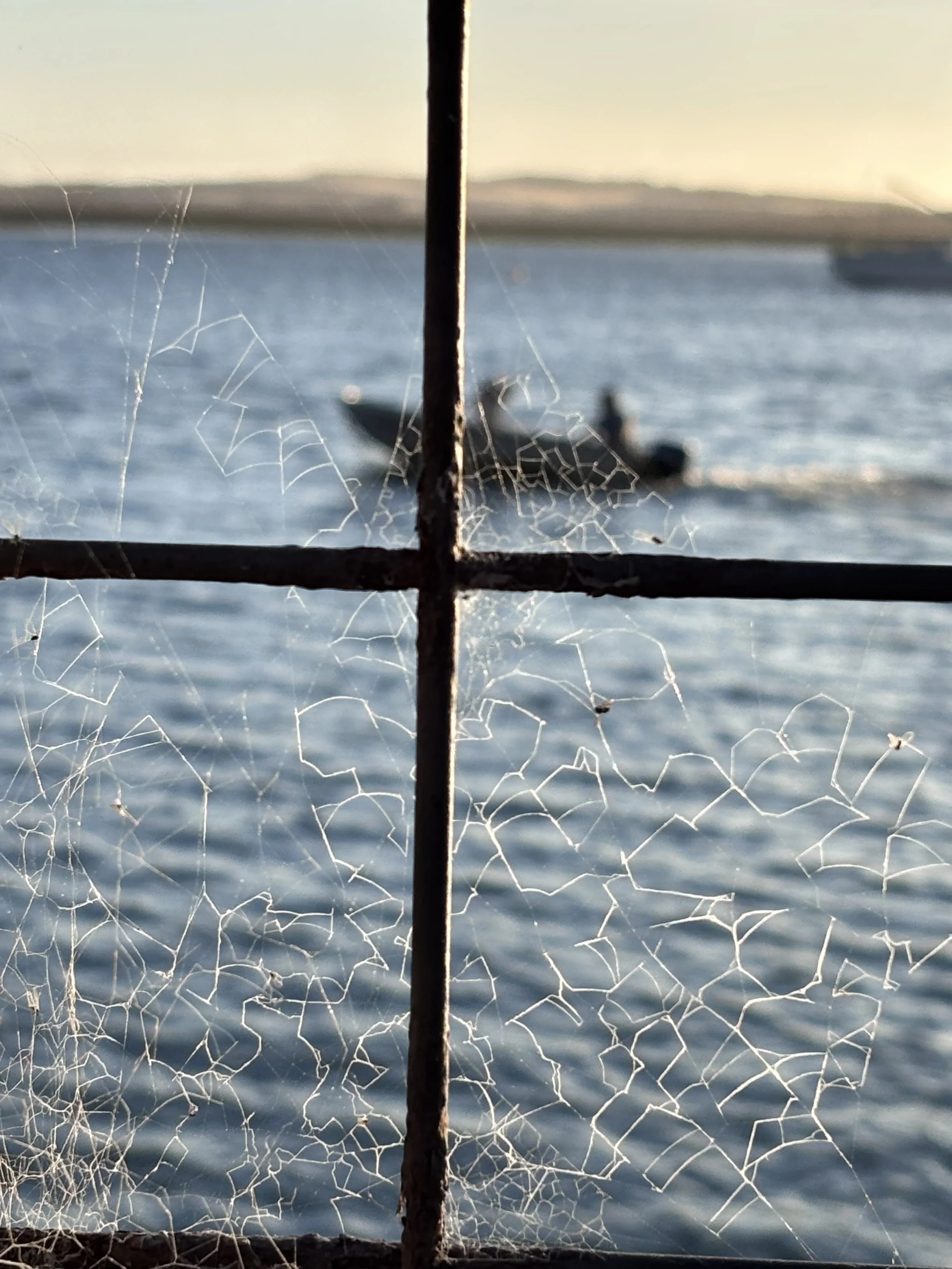Spider Webs, Morro Bay