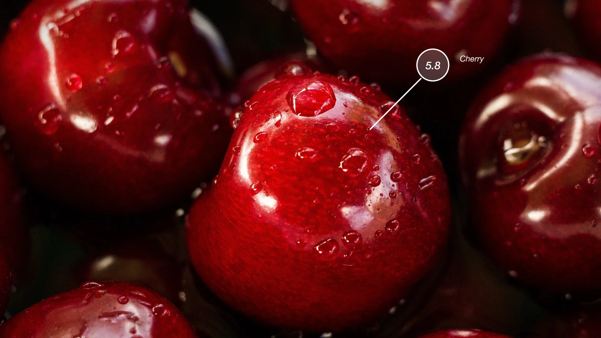 Were cherry-pickers well-treated and paid fairly?