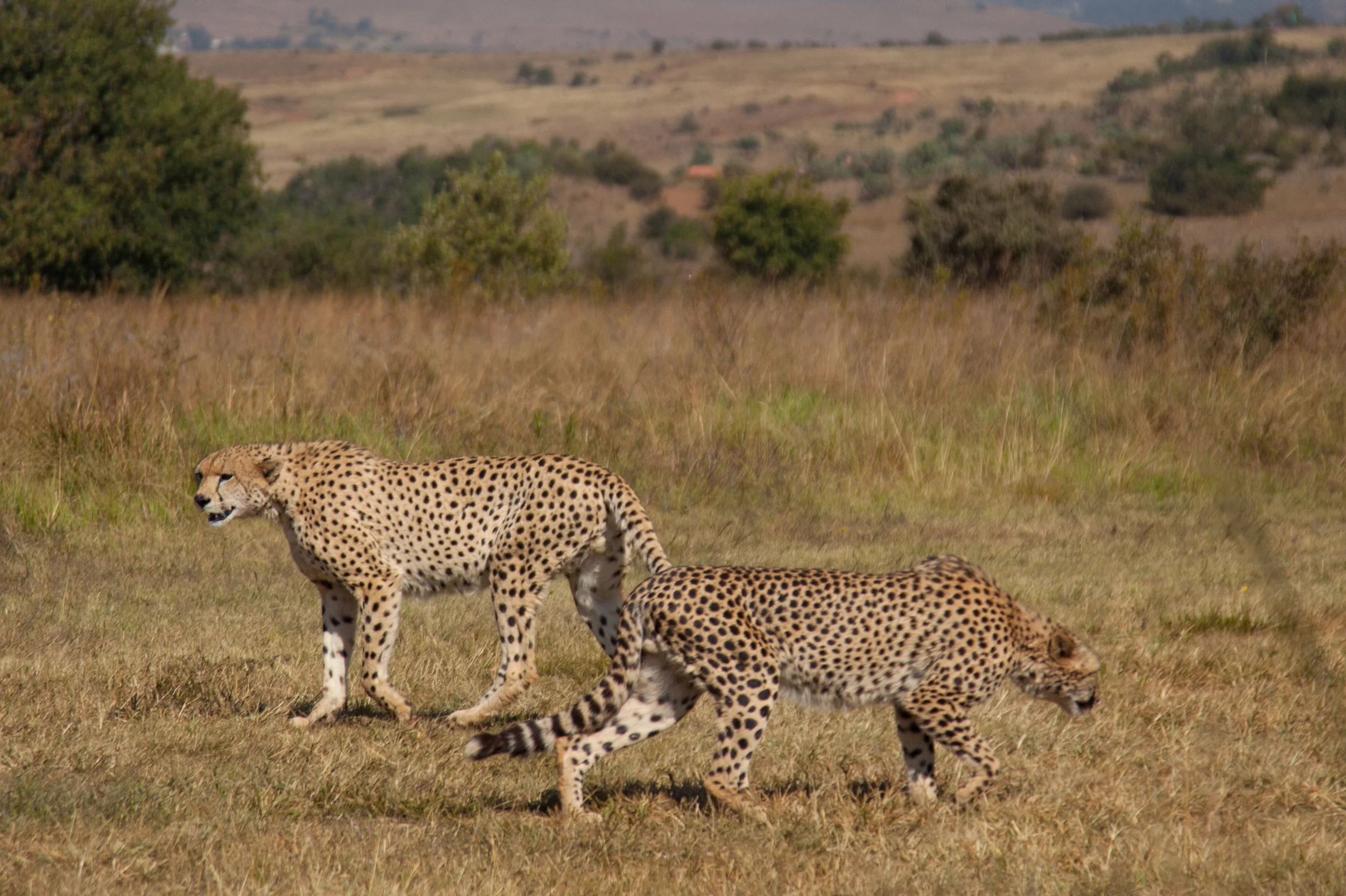 Safari park outside of Johannesburg