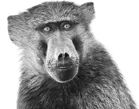 Baboon cooperation (1 of 1).jpg