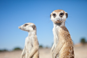 Meerkat 300 (1 of 1).jpg