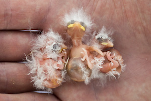 Weaver Chicks.jpg
