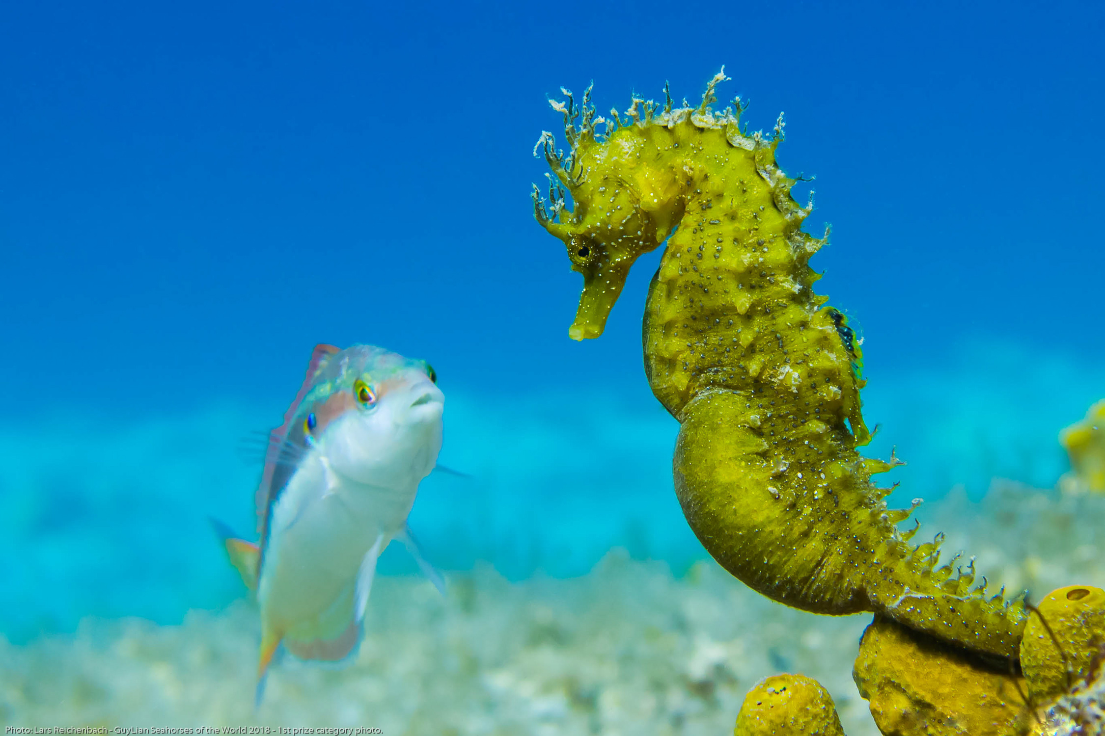IUCN Seahorse, Pipefish & Seadragon