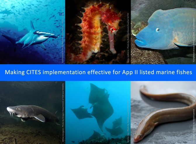 iucn-cites-cop17.jpg