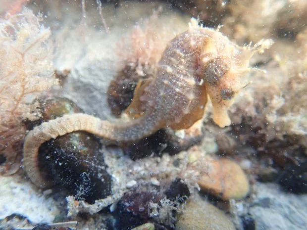The patagonian seahorse, Hippocampus patagonicus. Photos by Diego Luzzatto.