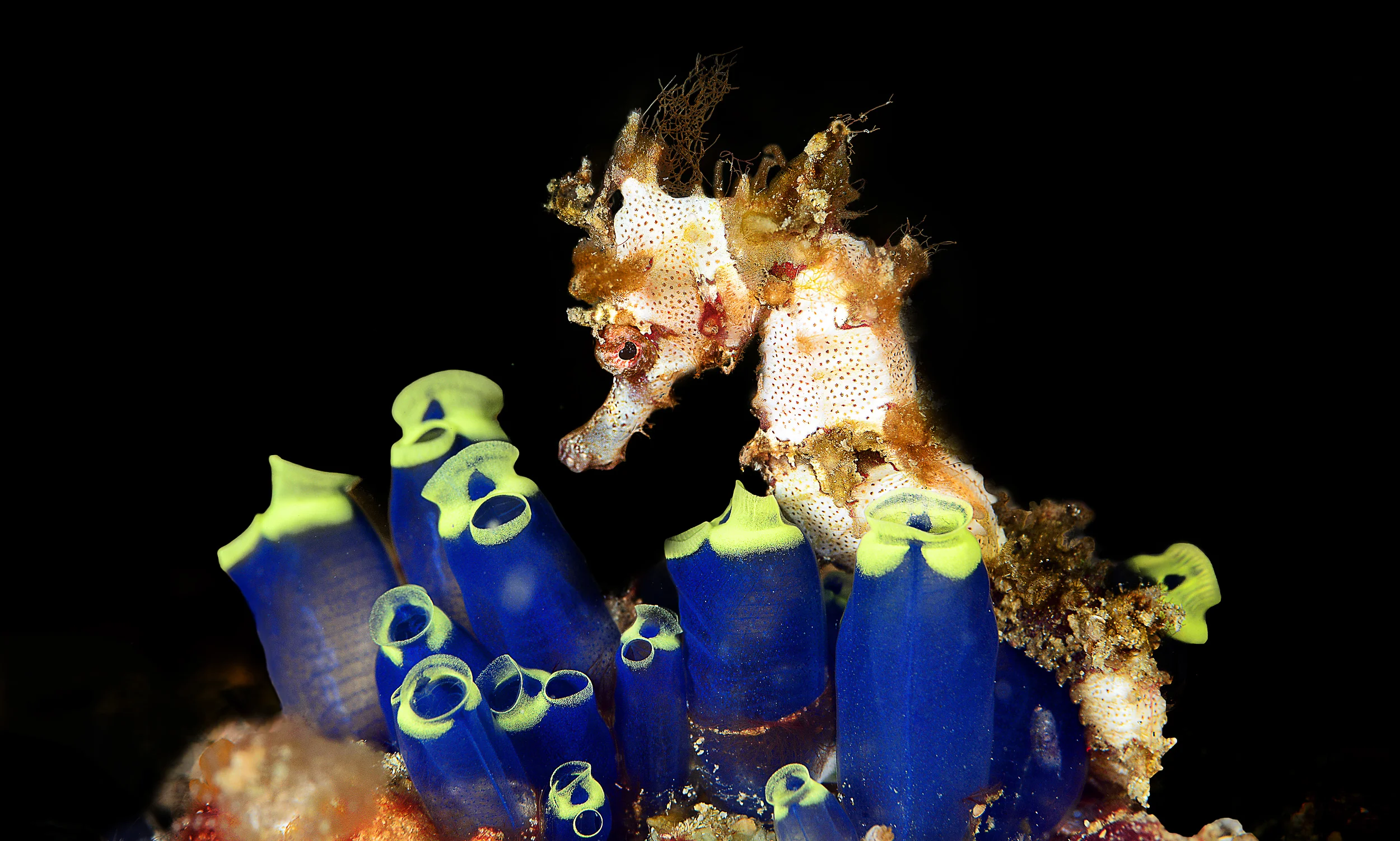 Guylian Seahorses of the World 2016 - Grand prize 1 - Photo Luc Eeckhaut - 2500px.jpg