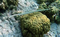cornetfish_in_kona_hawaii1.jpg