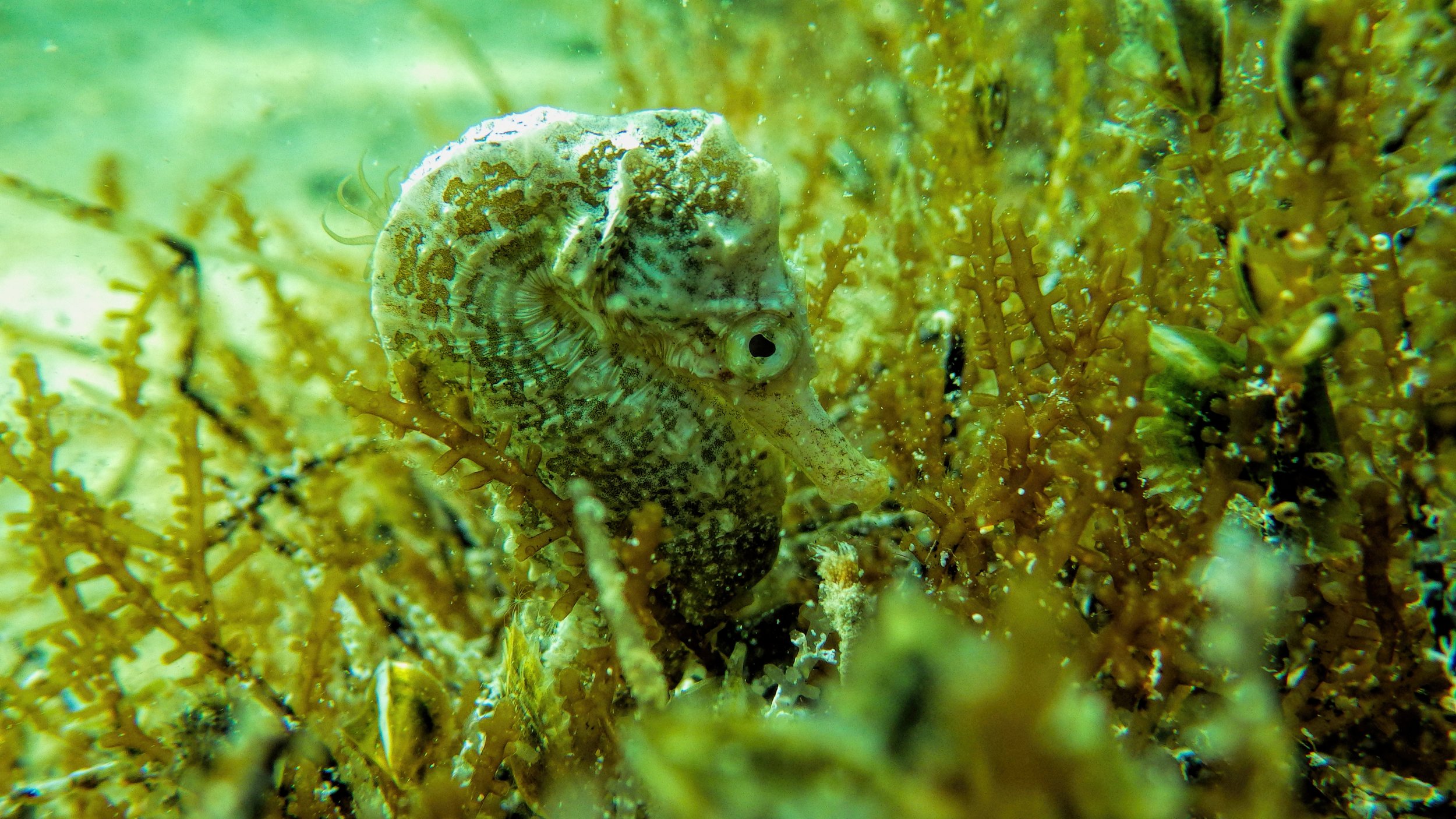  The lined seahorse,  Hippocampus erectus , found in great numbers in Sweetings Pond    