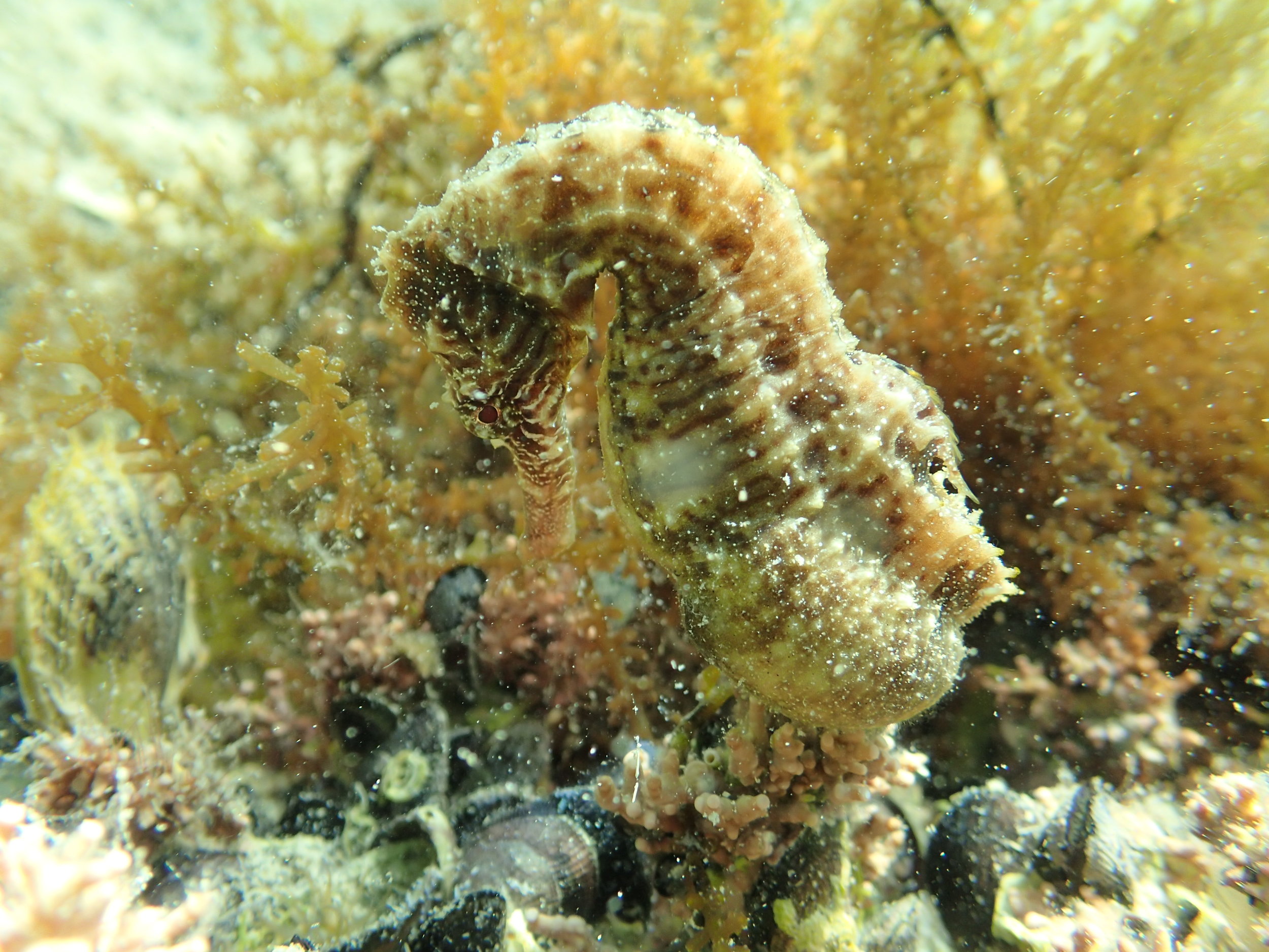 A pregnant male