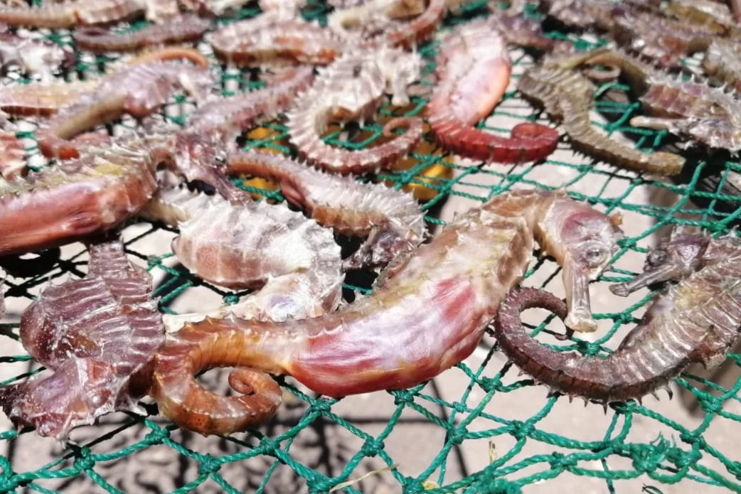 Seahorses drying in Masbate, Philippines. Photo by M. Arias / ZSL-Philippines