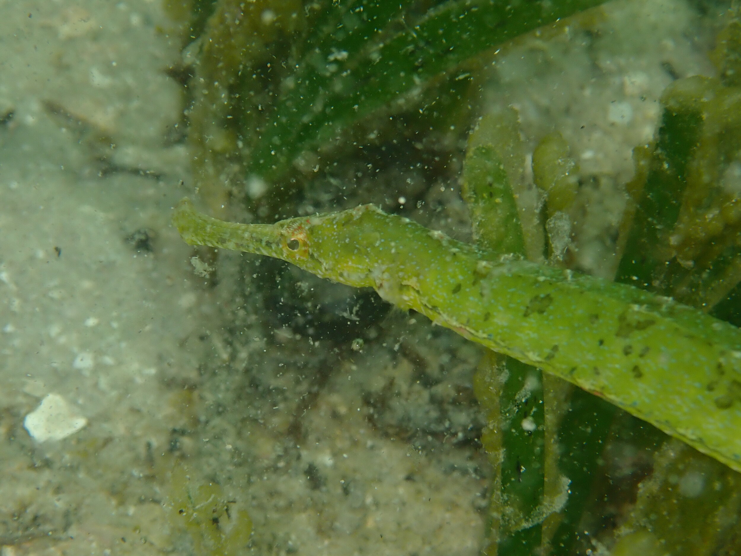 Moz_pipefish3.JPG