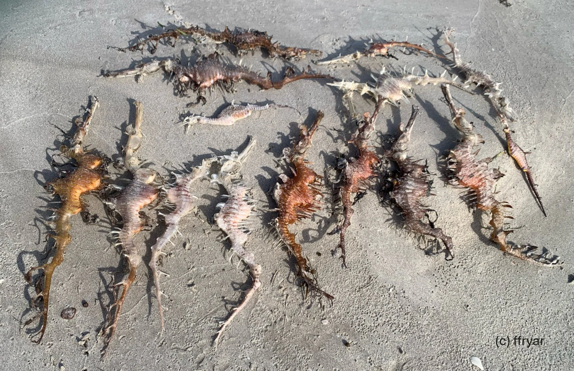 Seadragons - Northern KI - ffryar.JPG