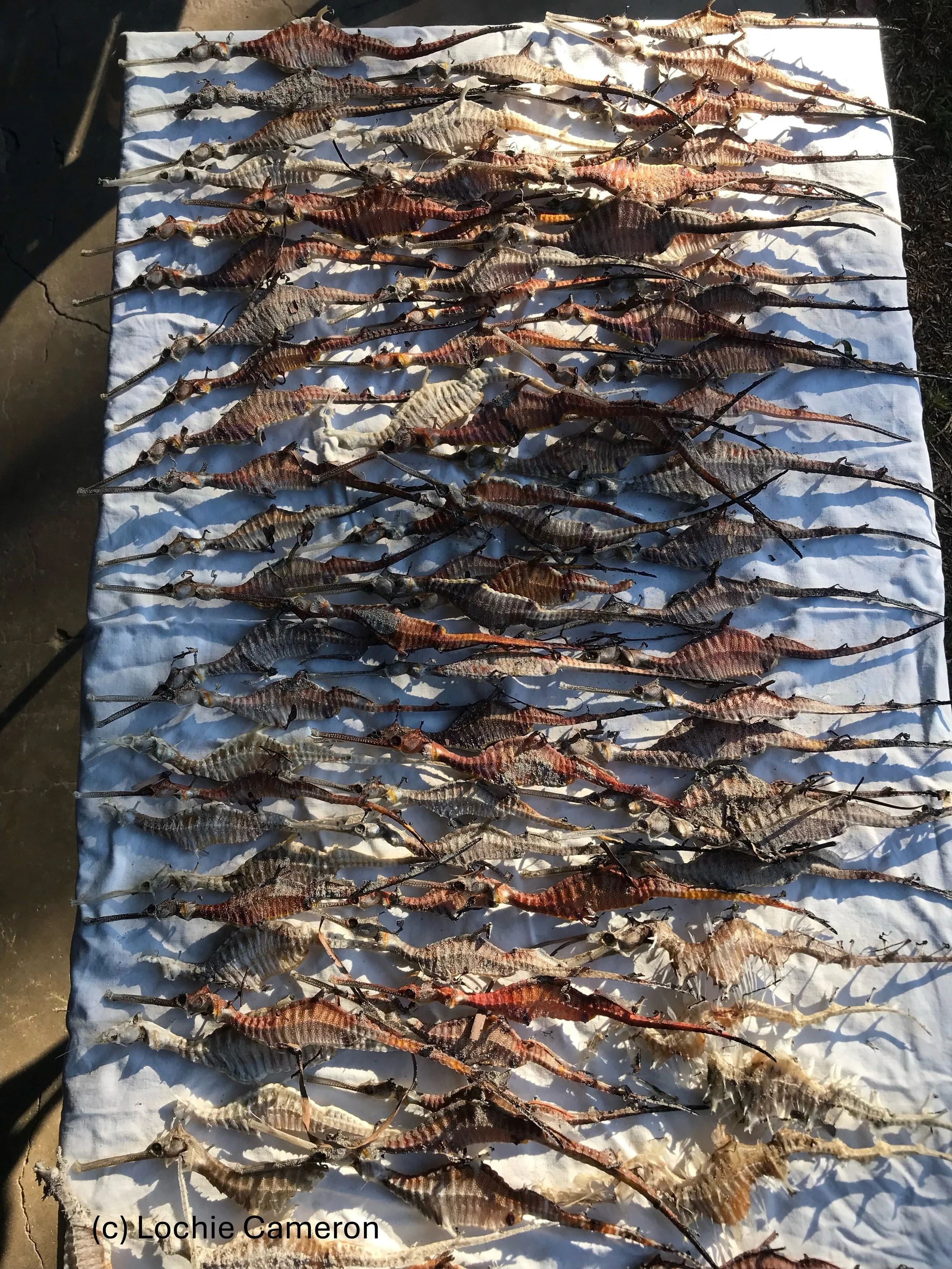 Lochie Cameron SYP seadragons April and  May 2025.JPG