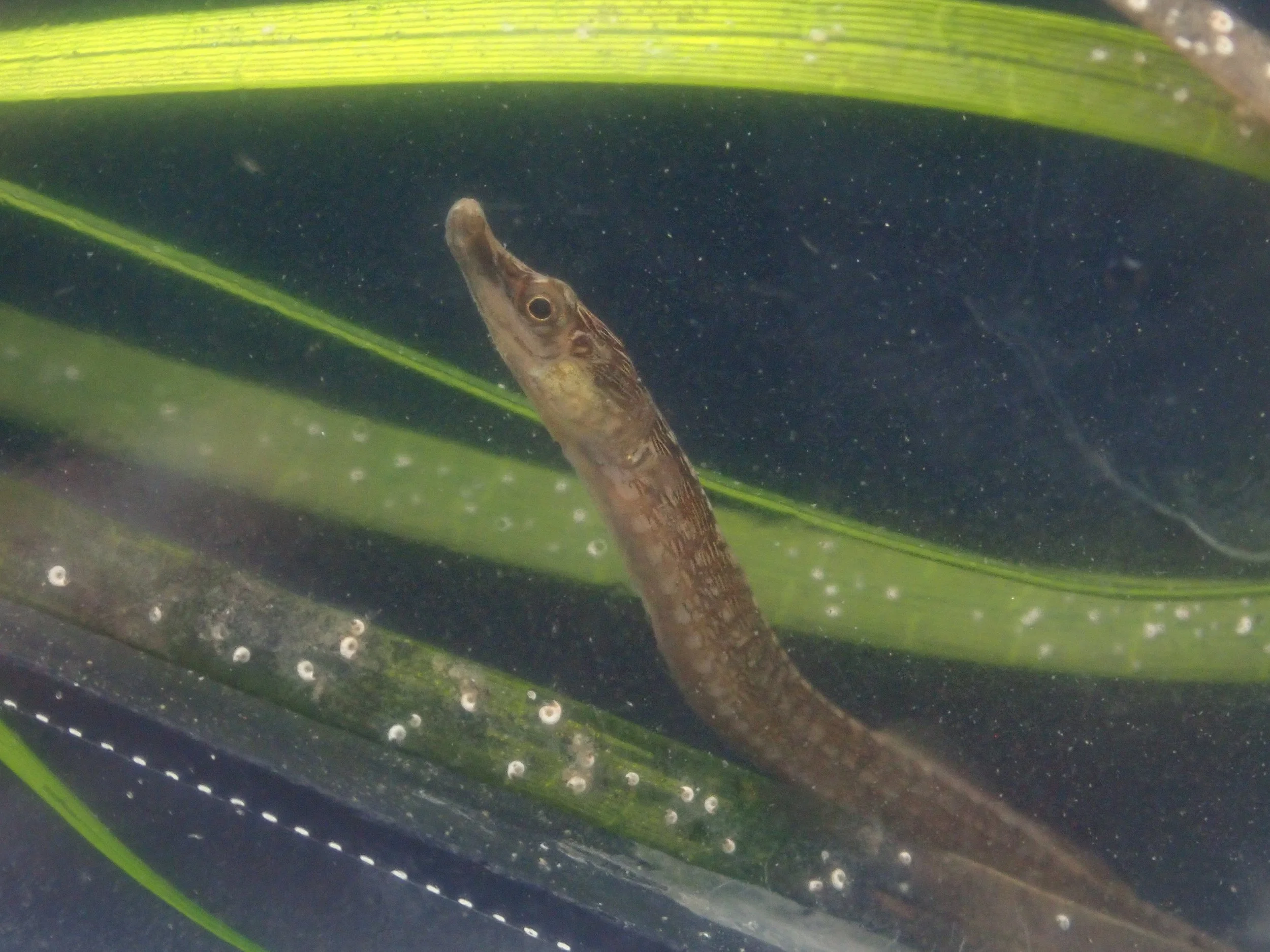 Reversing the Red for the Estuarine Pipefish by getting the science right